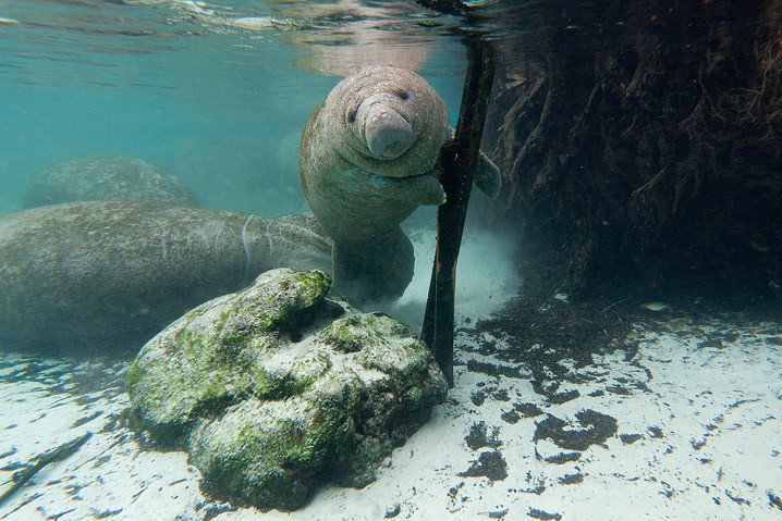 Karibik-Manati Trichechus manatus West Indian Manatee